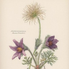 Pulsatilla
