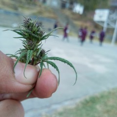 Dechen Stephen Curry