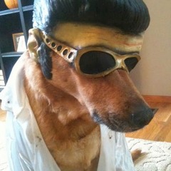 DOGBOUND