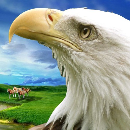 نازك ليس للبراق عينا