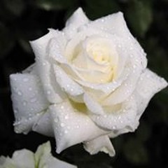 Doaa