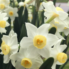 Waterford Park Common