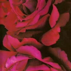 Milky Rose