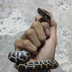 Singchuab Bua