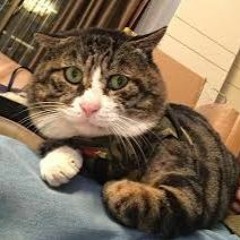 Trương Quân Điền