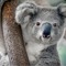 KKoalawesley