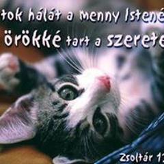 Все дельфины в ураган уплывают в океан