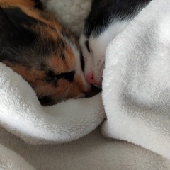 Amandaaaaaaaaaaaaaaaaaaaaaaaaaa