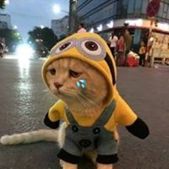 Tô