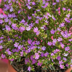 Cuphea hyssopifolia