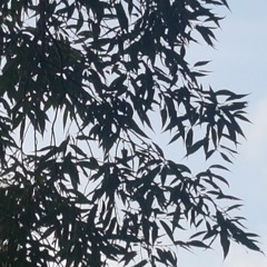 mottt