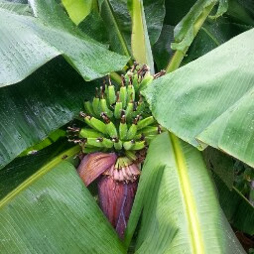 Stream Joshua Whitty music | Listen to songs, albums, playlists for