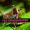 Yes Grasshopper