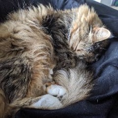 Kodi