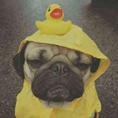 Trương Sỹ Hoàng