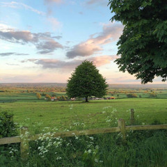 참나의 숲calm forest