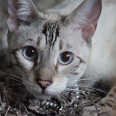 Beluga Cat