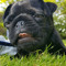 Kaspa the pug