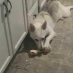 Bella plays