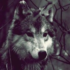 Wolf XX