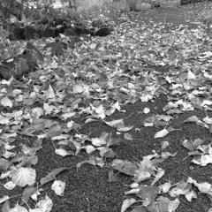 Илья Волошин