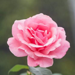 Marwa AlHalabi