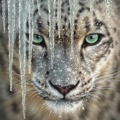 Snow Leopard