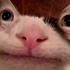 Niklas _