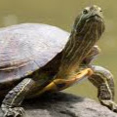 Jake Pankake