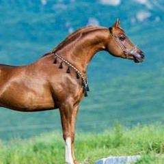 منوع