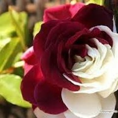 أنشودة مركزنا ياغالي على لحن في بلادي ظلموني.mp3