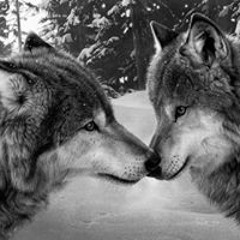 Trippy Wolf