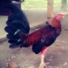 brayan