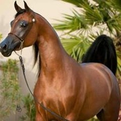 Qatar