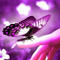 Tartelette 972