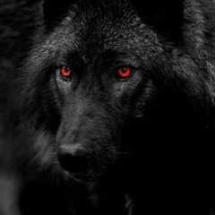 Dark_Wolf27