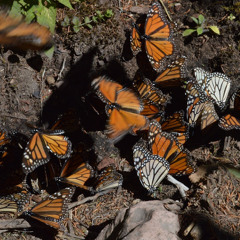 Maria Fernanda Leonardo