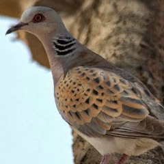 معاذ الحربي