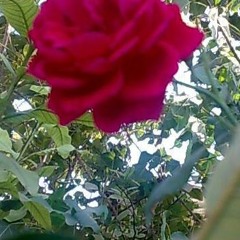 Phool Khan
