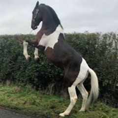 Kevin Carey Farrier