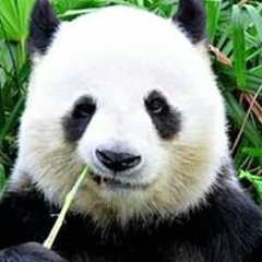 Đỗ Duy Khánh