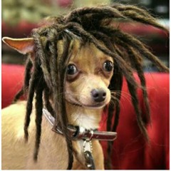 Hitler Tranzou Cachorro