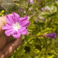A griculture
