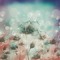 Solaarpleure