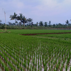Shahrul Rajis