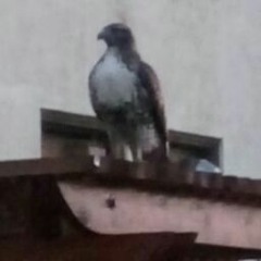 Forest Stretching Hawk