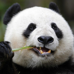 FunkyPanda