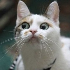 Angelina Odd