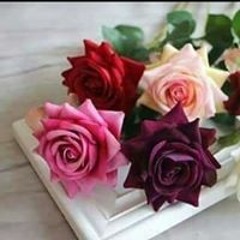 Tassnem Hamad