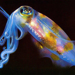CuttleKyle